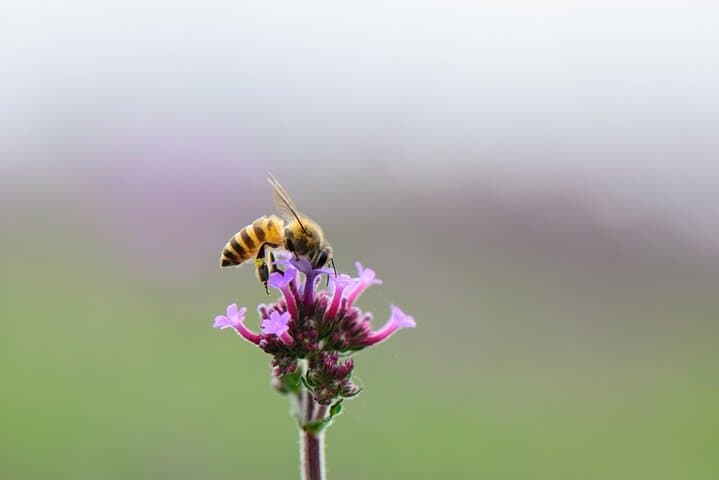 Bosa Beekeeping Workshop: Make Honey Soap & Taste Sardinian Honey photo 6