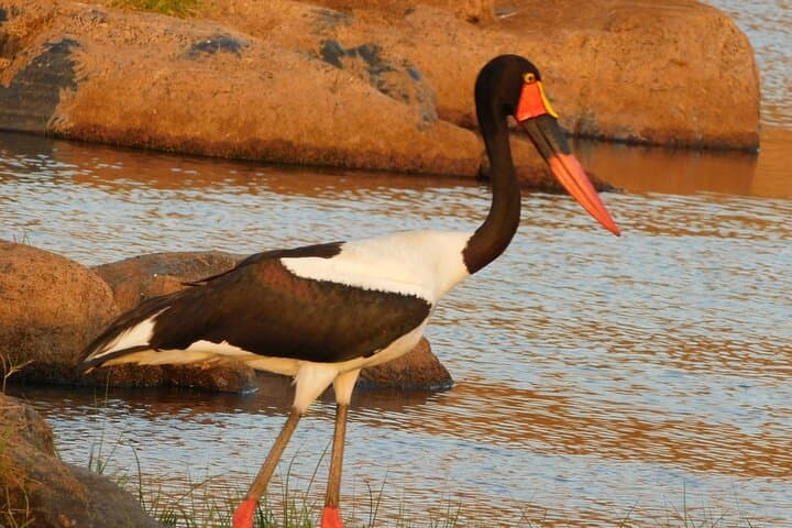 3-Day Budget Safari in Tanzania: Tarangire, Lake Manyara & Ngorongoro Crater photo 4