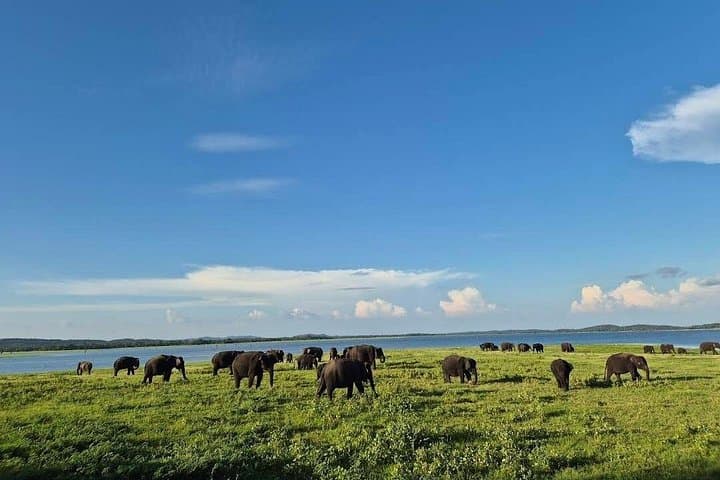 Kaudulla Safari Adventure: Witness Sri Lanka's Epic Elephant Gatherings photo 2