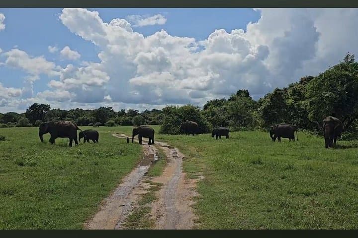 Kaudulla Safari Adventure: Witness Sri Lanka's Epic Elephant Gatherings photo 4