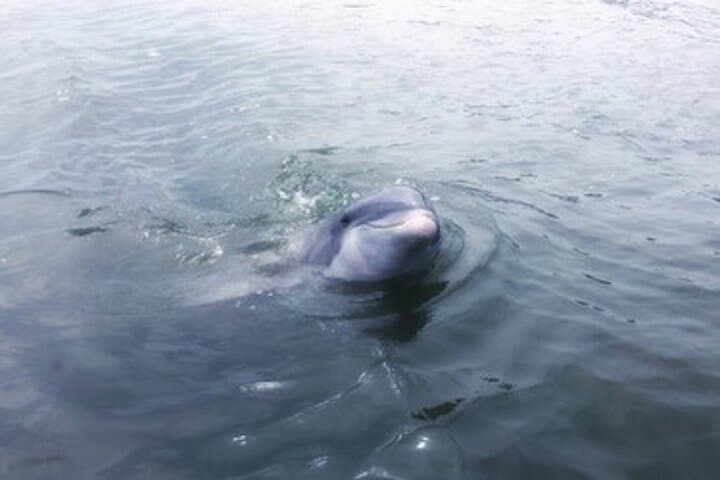 Private Disappearing Island Dolphin Tour — Hilton Head Sandbar Dolphin Encounter