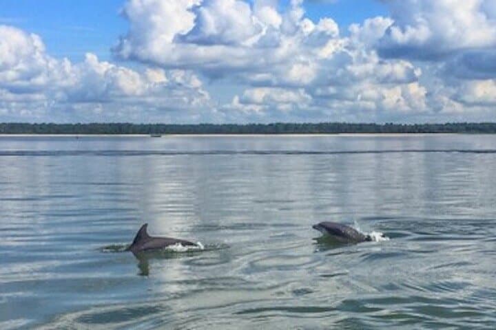 Private Disappearing Island Dolphin Tour — Hilton Head Sandbar Dolphin Encounter photo 3