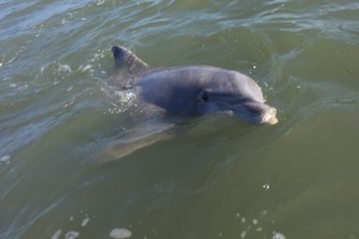 Private Disappearing Island Dolphin Tour — Hilton Head Sandbar Dolphin Encounter photo 4