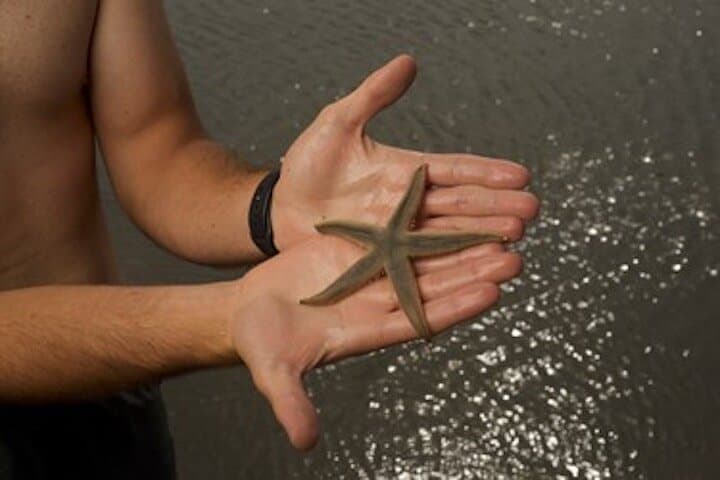 Private Disappearing Island Dolphin Tour — Hilton Head Sandbar Dolphin Encounter photo 6
