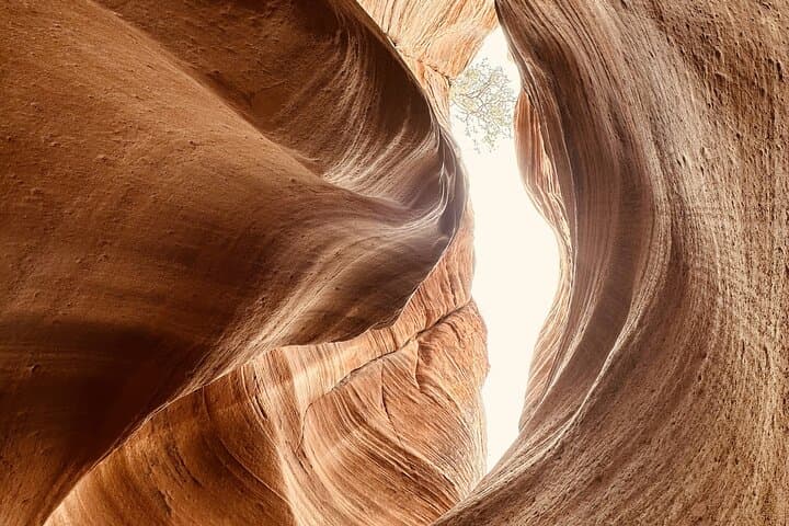 Private Guided Hike: Wire Pass & Buckskin Gulch Slot Canyon photo 4