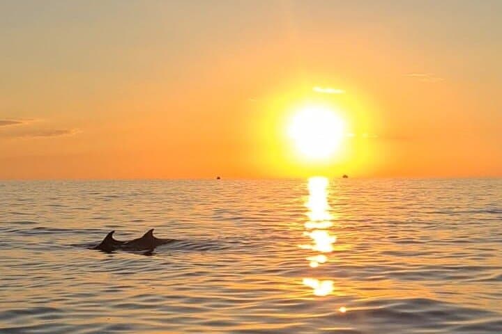 Private Pula Sunset Dolphin Cruise — Brijuni Evening Boat Tour photo 3