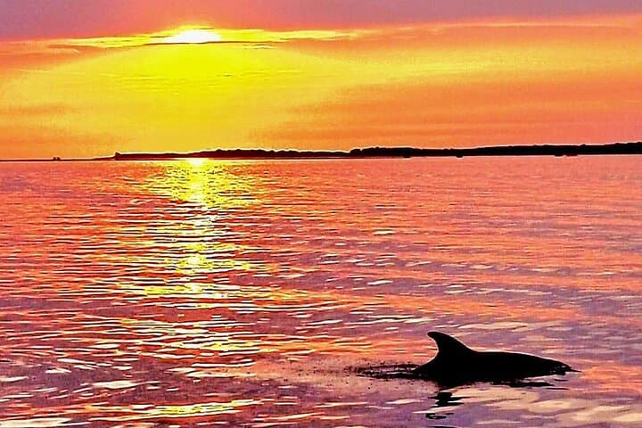 Private Pula Sunset Dolphin Cruise — Brijuni Evening Boat Tour photo 4