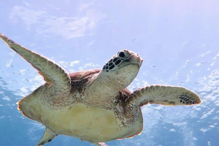 Cas Cay Kayak, Hike & Snorkel – Mangrove Lagoon Adventure from St. Thomas photo 3
