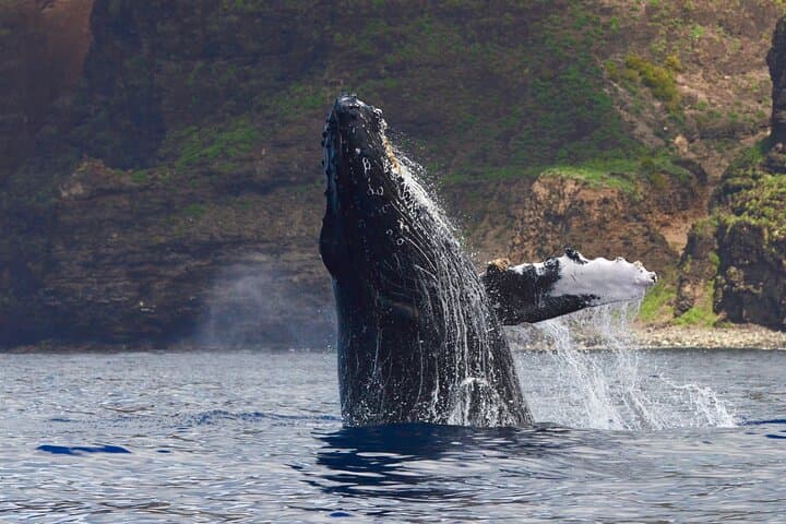Private Whale Watch and Snorkel Off Kaua'i — Kauai Morning Charter