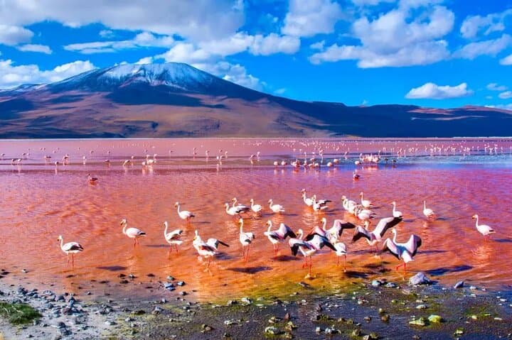 Salar de Uyuni 3-Day Salt Flats & Andean Lagoons Adventure