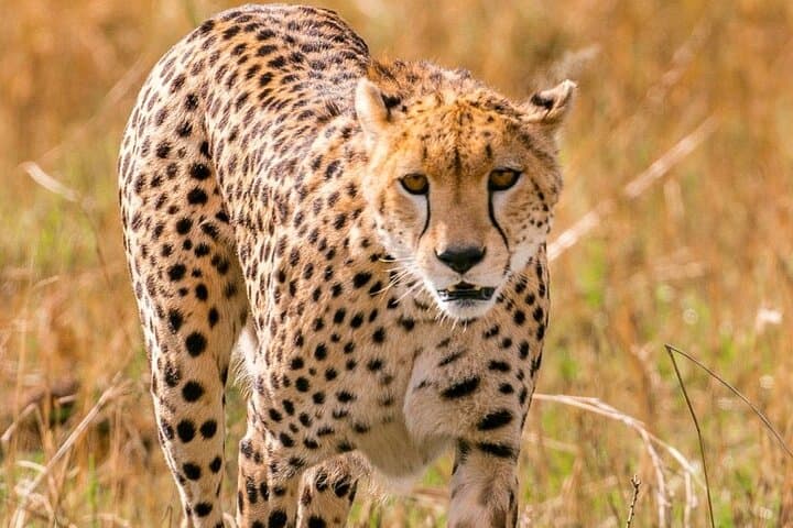 4-Day Landcruiser Safari to Masai Mara & Lake Nakuru — Big Five and Flamingo Lakes