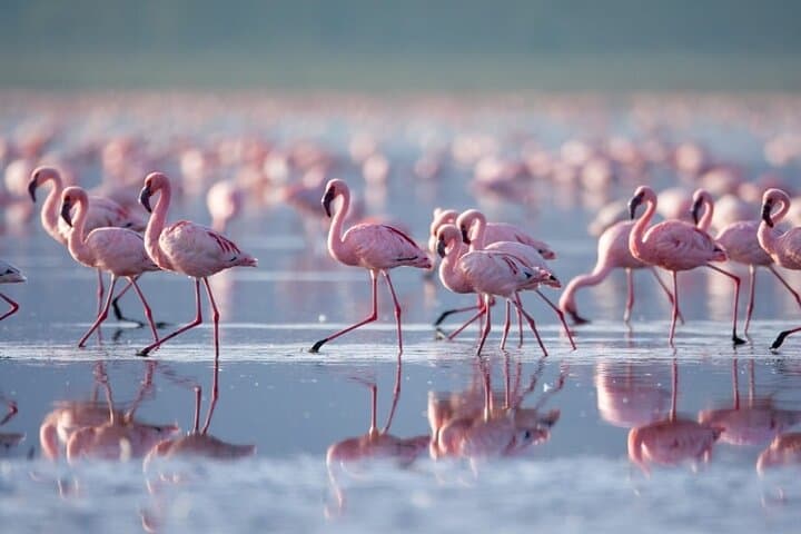4-Day Landcruiser Safari to Masai Mara & Lake Nakuru — Big Five and Flamingo Lakes photo 3
