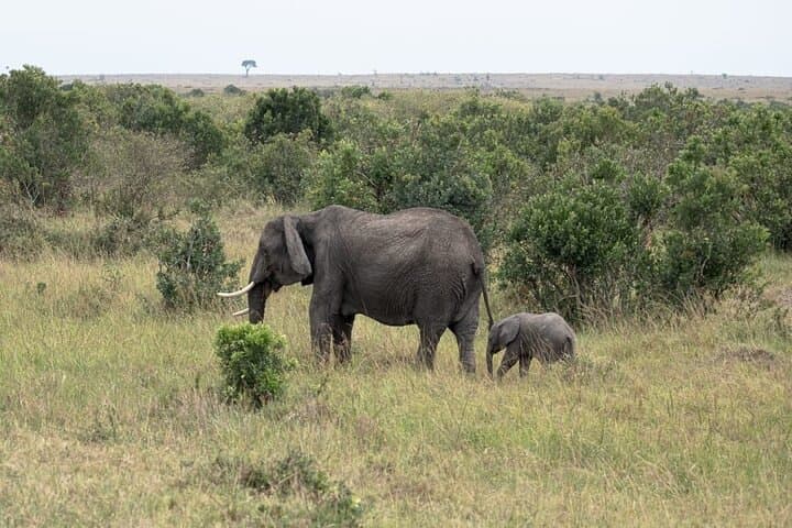 4-Day Landcruiser Safari to Masai Mara & Lake Nakuru — Big Five and Flamingo Lakes photo 6