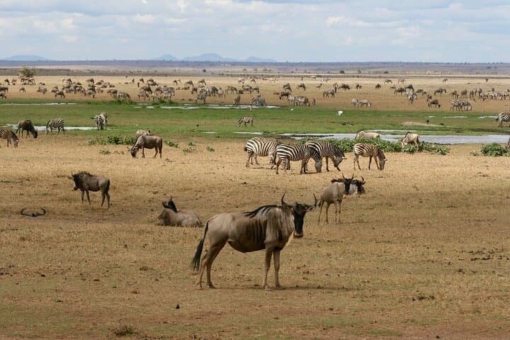4-Day Landcruiser Safari to Masai Mara & Lake Nakuru — Big Five and Flamingo Lakes photo 4