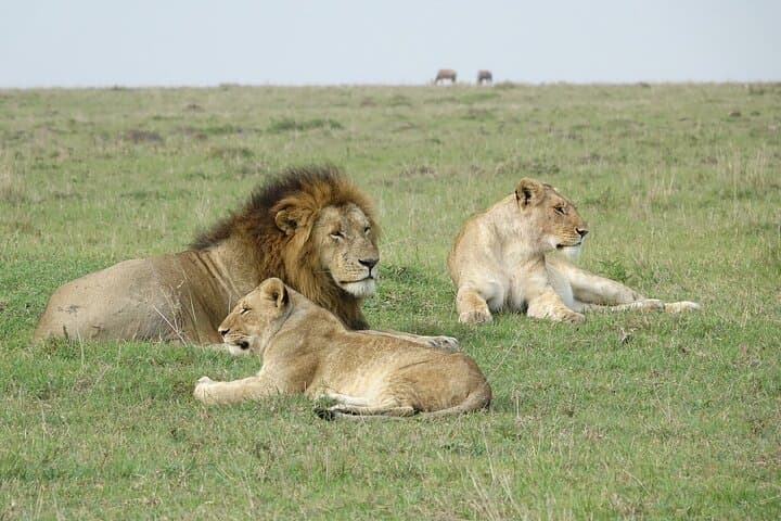 4-Day Landcruiser Safari to Masai Mara & Lake Nakuru — Big Five and Flamingo Lakes photo 2
