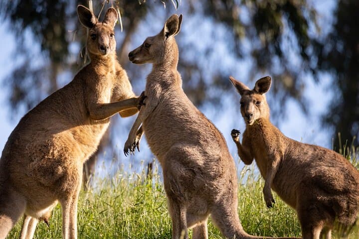 Blue Mountains Private Luxe Day Tour from Sydney — Wildlife, Waterfalls & Ferry Return photo 2