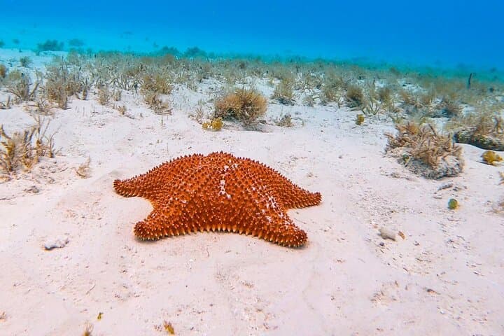 Cozumel Snorkel Day Trip from Cancun — Palancar & El Cielo Highlights photo 2