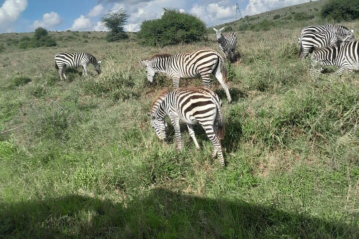 Exploring Nairobi National Park: A Half-Day Urban Safari Adventure