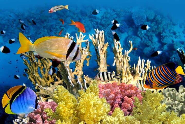 Tiran Island Snorkeling Excursion from Sharm El Sheikh — Coral Reefs & Day-Boat Adventure photo 5