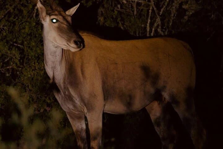 Night Game Drive in Nairobi National Park: Discover Nairobi's Nocturnal Wildlife photo 2