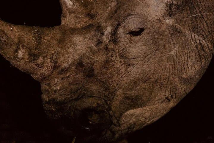 Night Game Drive in Nairobi National Park: Discover Nairobi's Nocturnal Wildlife photo 4