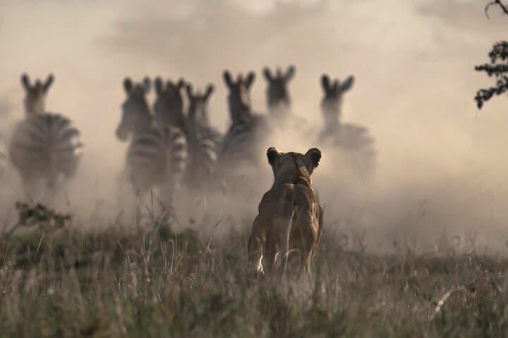7-Day Nairobi Safari: Maasai Mara, Nakuru, Naivasha & Amboseli Wildlife Tour photo 2