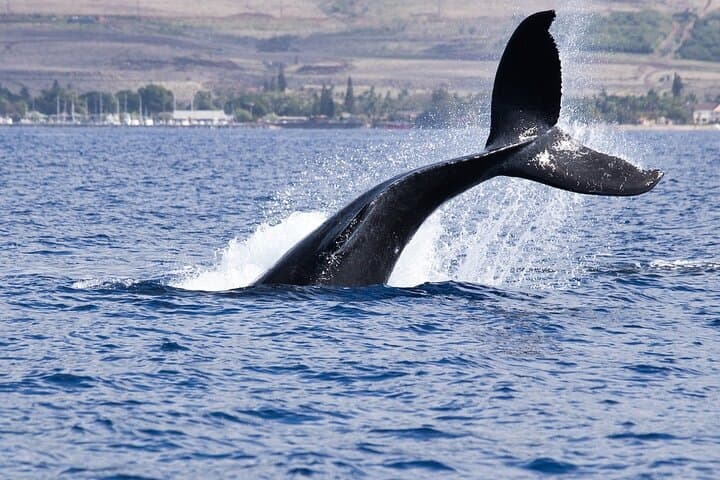 Hermanus Whale Watching: Cape Town Boat Tour to See Southern Right Whales photo 2