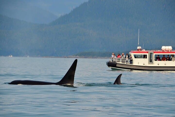 Hermanus Whale Watching: Cape Town Boat Tour to See Southern Right Whales photo 3