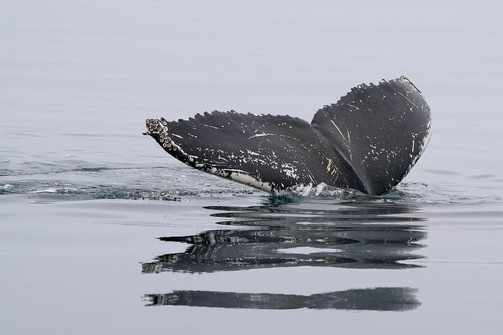 Hermanus Whale Watching: Cape Town Boat Tour to See Southern Right Whales photo 4