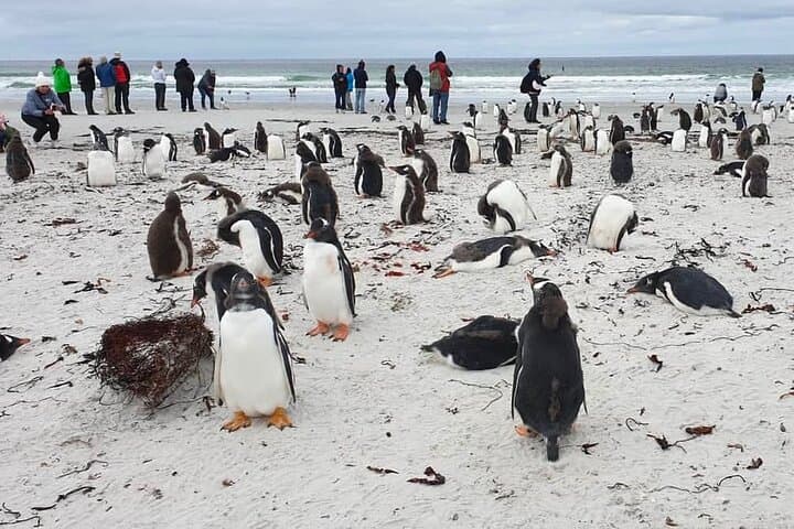 Bertha's Beach Gentoo Penguin Minibus Tour from Stanley photo 2