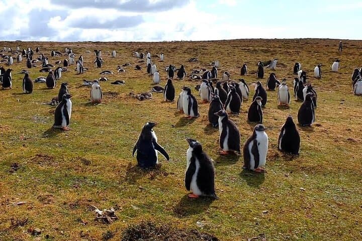 Bertha's Beach Gentoo Penguin Minibus Tour from Stanley photo 3
