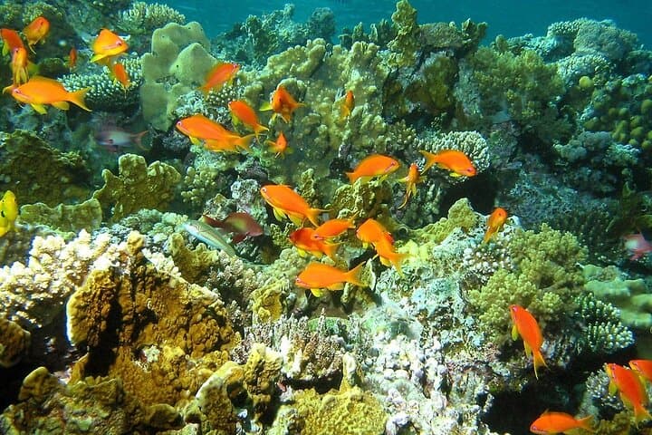 Private Snorkel Santa Maria and Chileno Bay — Los Cabos Marine Adventure photo 6