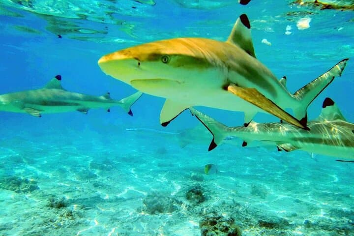 Half-Day Keishi Lagoon Tour: Snorkel with Sharks & Rays in Bora Bora photo 2
