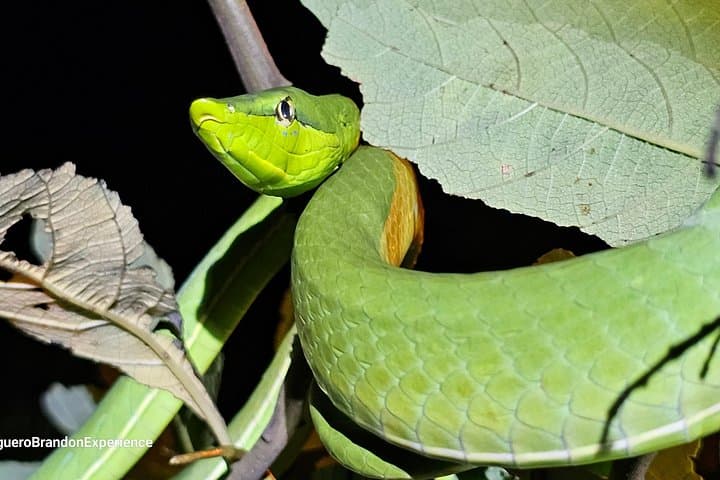 Tortuguero Night Walk: Guided Jungle Wildlife Tour After Dark photo 3
