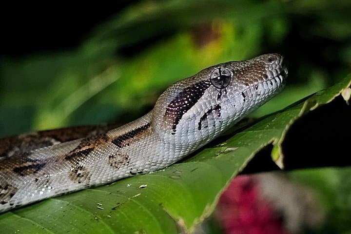 Tortuguero Night Walk: Guided Jungle Wildlife Tour After Dark photo 4