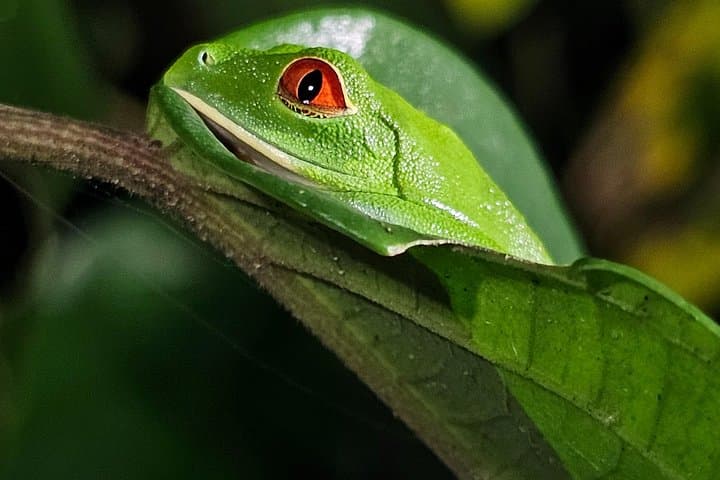 Tortuguero Night Walk: Guided Jungle Wildlife Tour After Dark photo 1