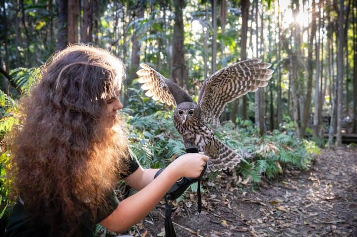 Buderim Forest Flight: Hands-On Owl Encounter on the Sunshine Coast