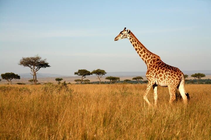 Tanzania Safari and Kilimanjaro Climb: 15-Day Safari & Summit Adventure photo 2