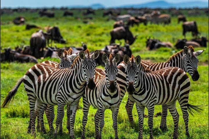 Tanzania Safari and Kilimanjaro Climb: 15-Day Safari & Summit Adventure photo 3