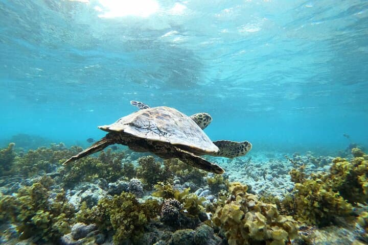 Half-Day Boat Trip to Coco & Félicité from Praslin — Snorkel, Swim, Island Views photo 3