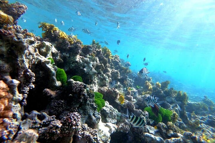Half-Day Boat Trip to Coco & Félicité from Praslin — Snorkel, Swim, Island Views photo 5