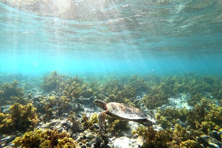 Half-Day Boat Trip to Coco & Félicité from Praslin — Snorkel, Swim, Island Views photo 6