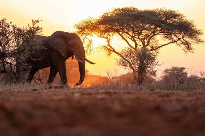 Chobe Day Trip from Livingstone: River Safari and Game Drive in Chobe National Park