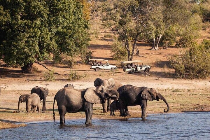 Chobe Day Trip from Livingstone: River Safari and Game Drive in Chobe National Park photo 2