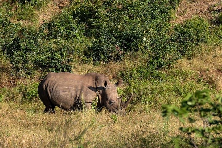 Guided Game Drive and Rhino Walk at Mosi-Oa-Tunya National Park photo 1