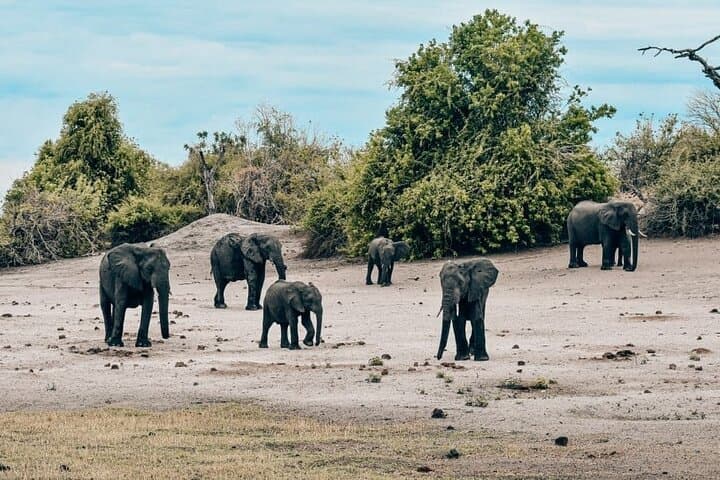 Chobe Day Trip from Livingstone: River Safari and Game Drive in Chobe National Park photo 3