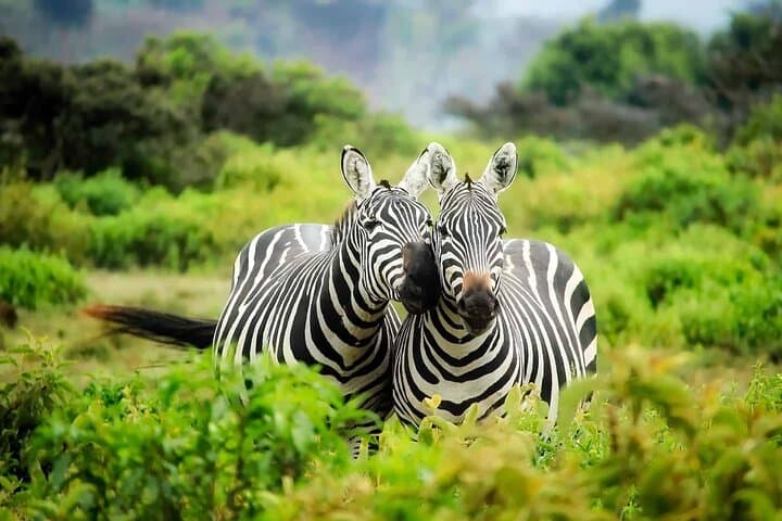 Chobe Day Trip from Livingstone: River Safari and Game Drive in Chobe National Park photo 4