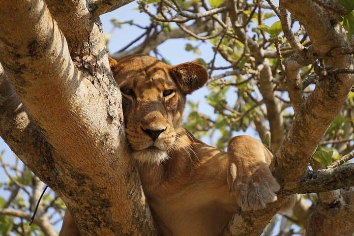 Chobe Day Trip from Livingstone: River Safari and Game Drive in Chobe National Park photo 6