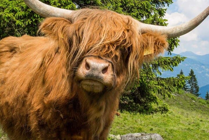 5-Day Isle of Skye, Glencoe & Loch Ness Small-Group Tour from Edinburgh photo 4