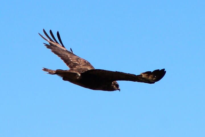 Madeira Raptors: Birdwatching Tour to See Buzzards and Falcons photo 6